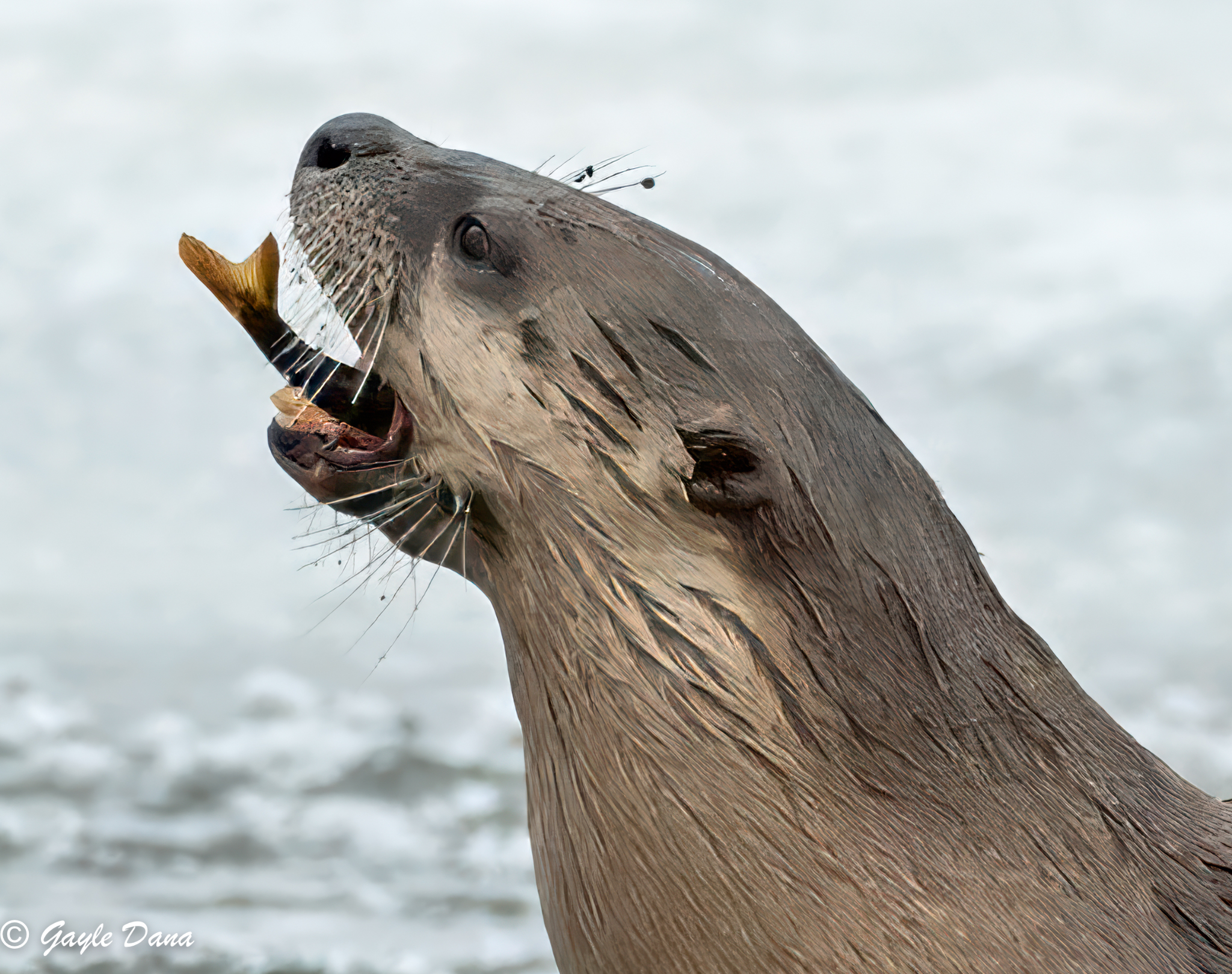 Otter with fish close up 2b